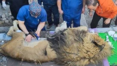 تصویر از علت مرگ «ریشا» شیر باغ وحش مشهد مشخص شد